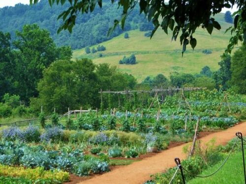 Non GMO Heirloom Vegetable Organic Plant Seeds 21 Variety Pack 1,440+ - Dealjas