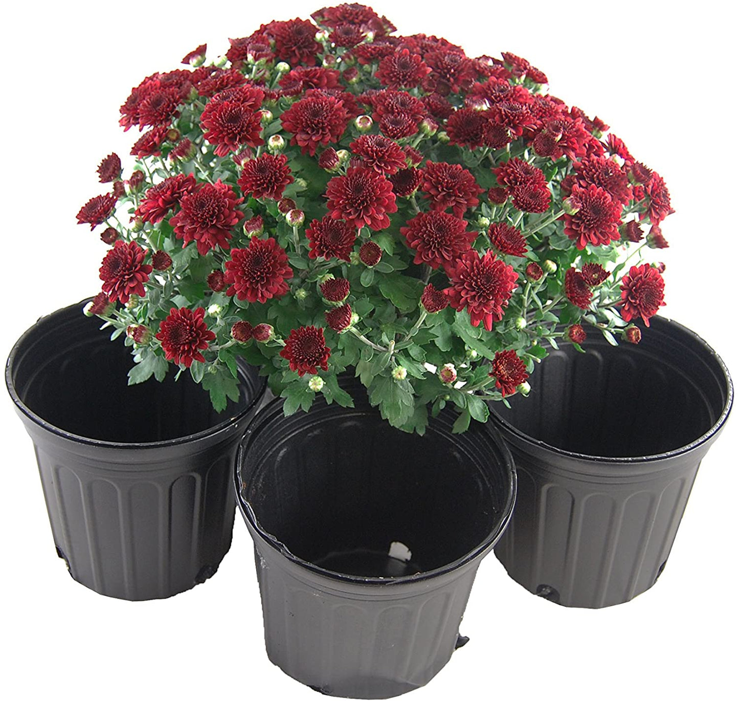 1 Gallon Trade Nursery Pot Greenhouse Growing Flower Planter 50 Pots - Dealjas