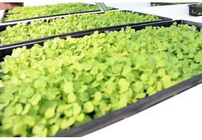 1020 Plant Growing Seed Starting Trays Seedling Germination 10 Packs - Dealjas