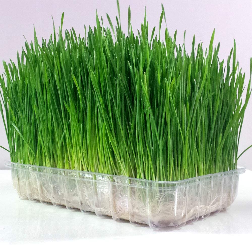 Organic Wheatgrass Seed Cat Grass Seeds Certified USDA Non-GMO Wheat - Dealjas