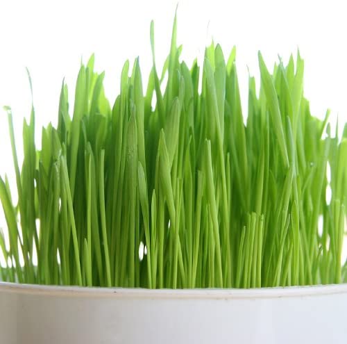 Organic Wheatgrass Seed Cat Grass Seeds Certified USDA Non-GMO Wheat - Dealjas