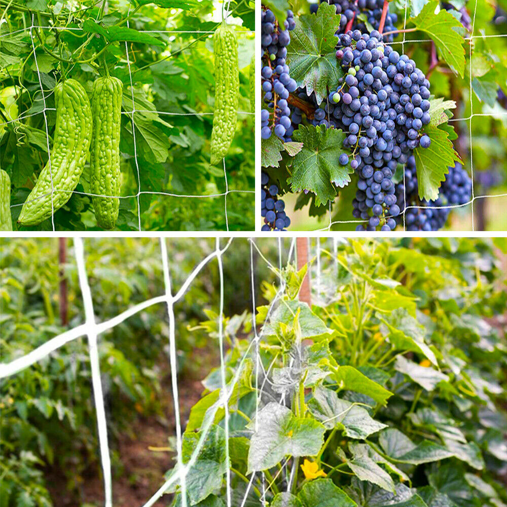 Trellis Plant Netting Support Garden Fence Mesh Net Vine Fruit Growing - Dealjas